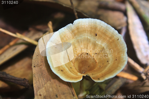 Image of close up mushroom in deep forest