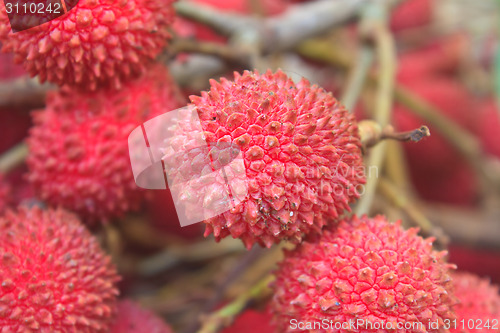 Image of wild fruit from forest, wild lychee