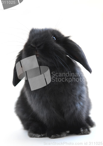 Image of Bunny rabbit