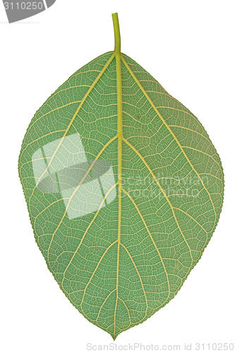 Image of Texture of a green leaf as background 