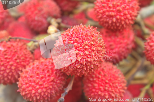 Image of wild fruit from forest, wild lychee