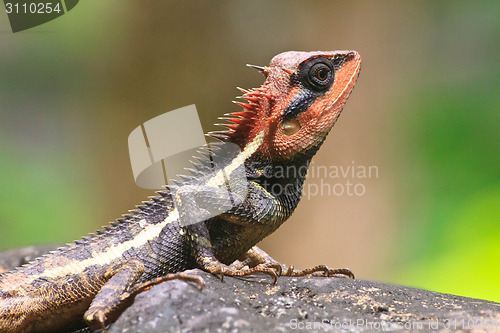 Image of Green crested lizard
