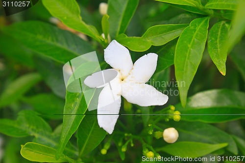 Image of Jasmine or Arabian Jasmine in garden