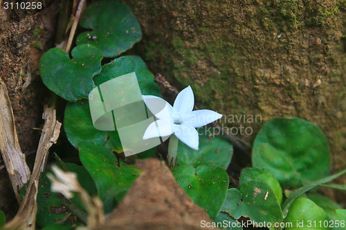Image of  Star shaped flowers in forest