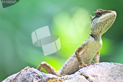 Image of Green crested lizard