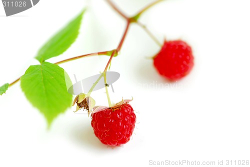 Image of Raspberry branch white