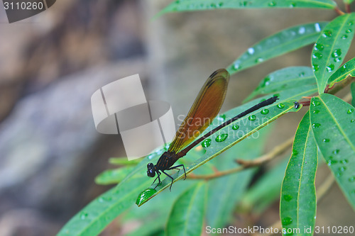 Image of Dragonfly sitting on a branch