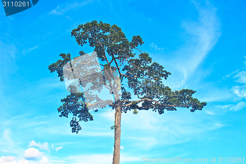 Image of  tree and blue sky background