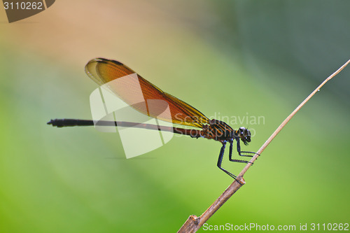 Image of Dragonfly sitting on a branch
