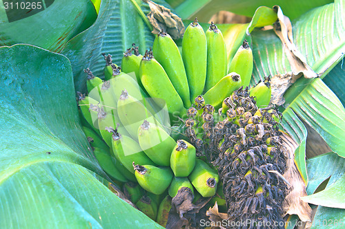 Image of Green Banana bunch on tree in the garden