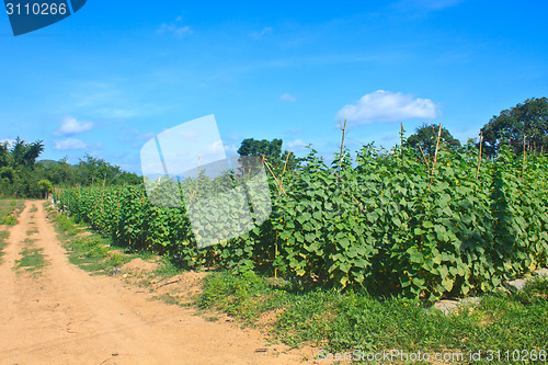 Image of Agriculture plant of cucumber