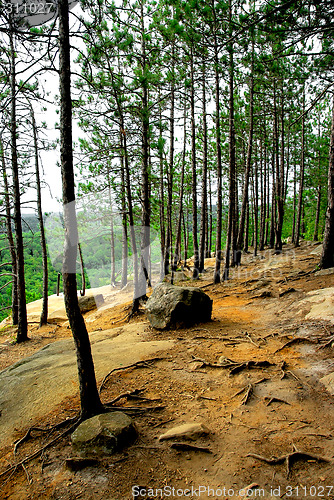 Image of Pines cliffs trail