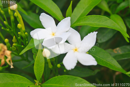 Image of Jasmine or Arabian Jasmine in garden