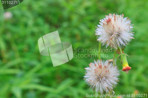 Image of  flower of grass on green background