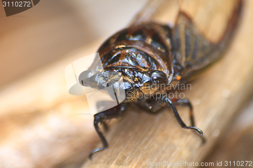 Image of Cicadas in the trees