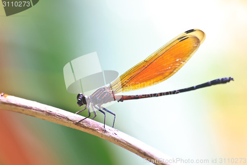 Image of Dragonfly sitting on a branch