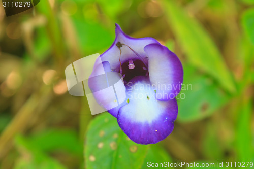 Image of violet  flower or Impatiens sp