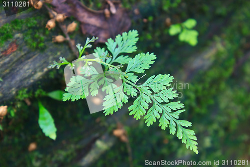 Image of  Forest Ferns and Fallen Log 