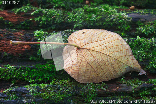 Image of  autumn leaf on log in forest