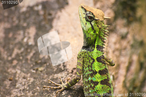 Image of Green crested lizard