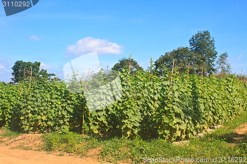 Image of Agriculture plant of cucumber
