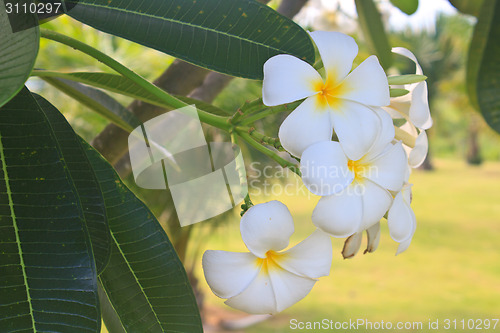 Image of Branch of tropical flowers frangipani 