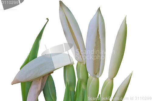 Image of close up flower of  Elephant ear