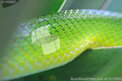 Image of skin of Red Tailed Green Ratsnake