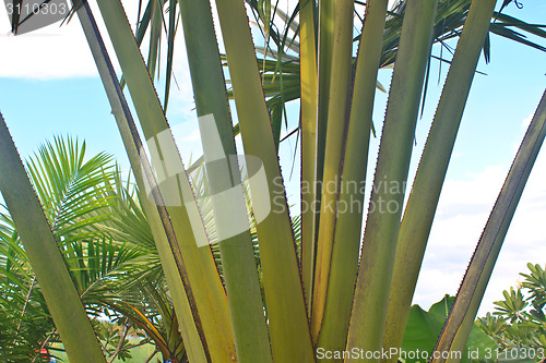 Image of  Branches of palm trees with thorns 