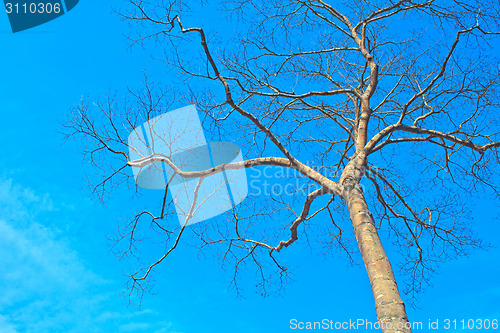 Image of  tree and blue sky background