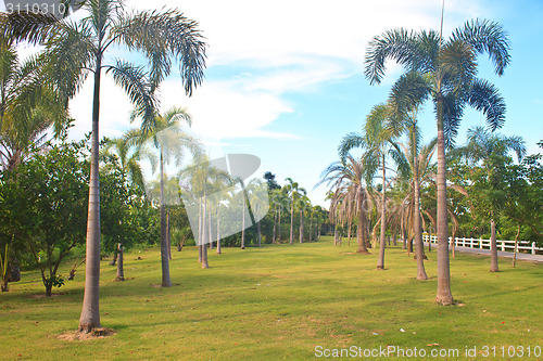 Image of Palm tree in tropical garden