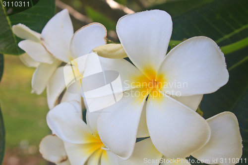 Image of Branch of tropical flowers frangipani 
