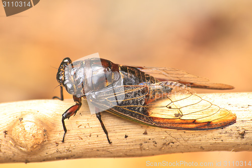 Image of Cicadas in the trees