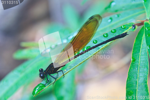 Image of Dragonfly sitting on a branch