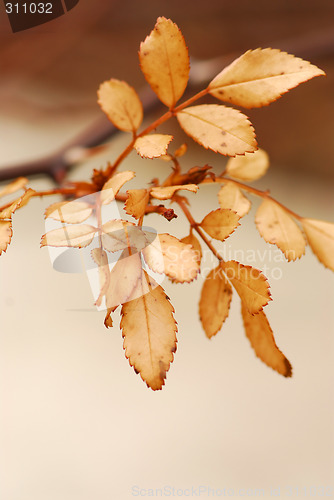 Image of Dry leaves