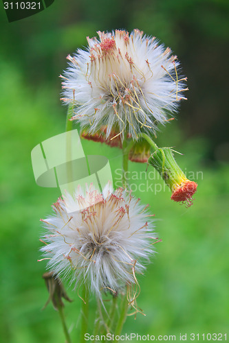 Image of  flower of grass on green background