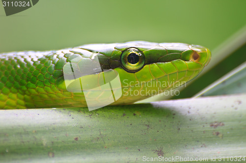 Image of Red Tailed Green Ratsnake