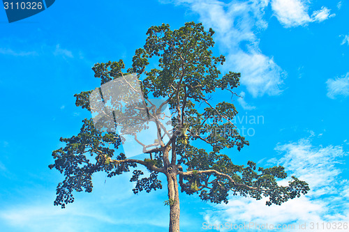 Image of  tree and blue sky background