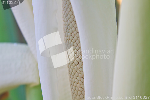 Image of close up flower of  Elephant ear