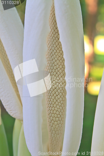 Image of close up flower of  Elephant ear