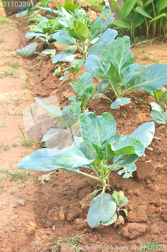 Image of Chinese kale vegetable in garden 