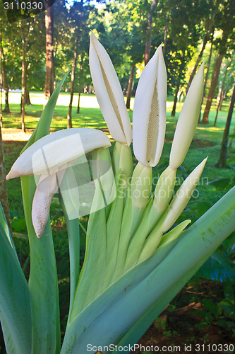 Image of close up flower of  Elephant ear