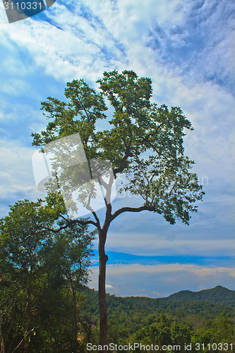 Image of  tree and blue sky background