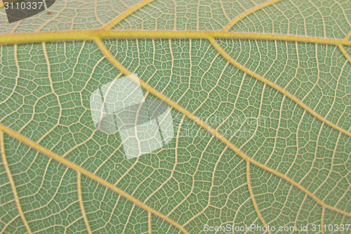 Image of Texture of a green leaf as background 