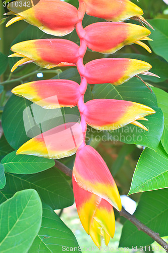 Image of Beautiful Heliconia flower blooming