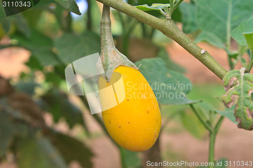 Image of yellow eggplant on tree in garden