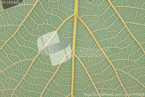 Image of Texture of a green leaf as background 