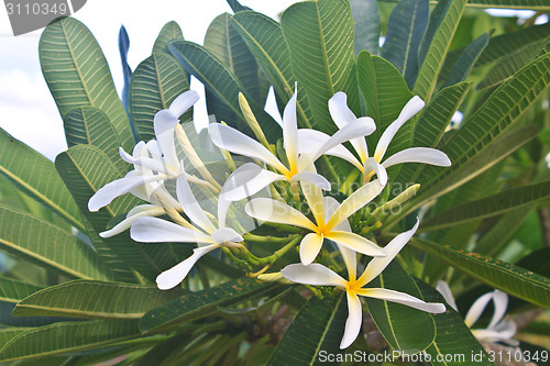 Image of Branch of tropical flowers frangipani 