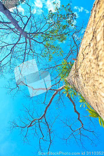 Image of  tree and blue sky background