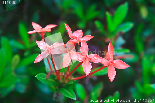 Image of Red Ixora (Coccinea) the Beautiful Flower